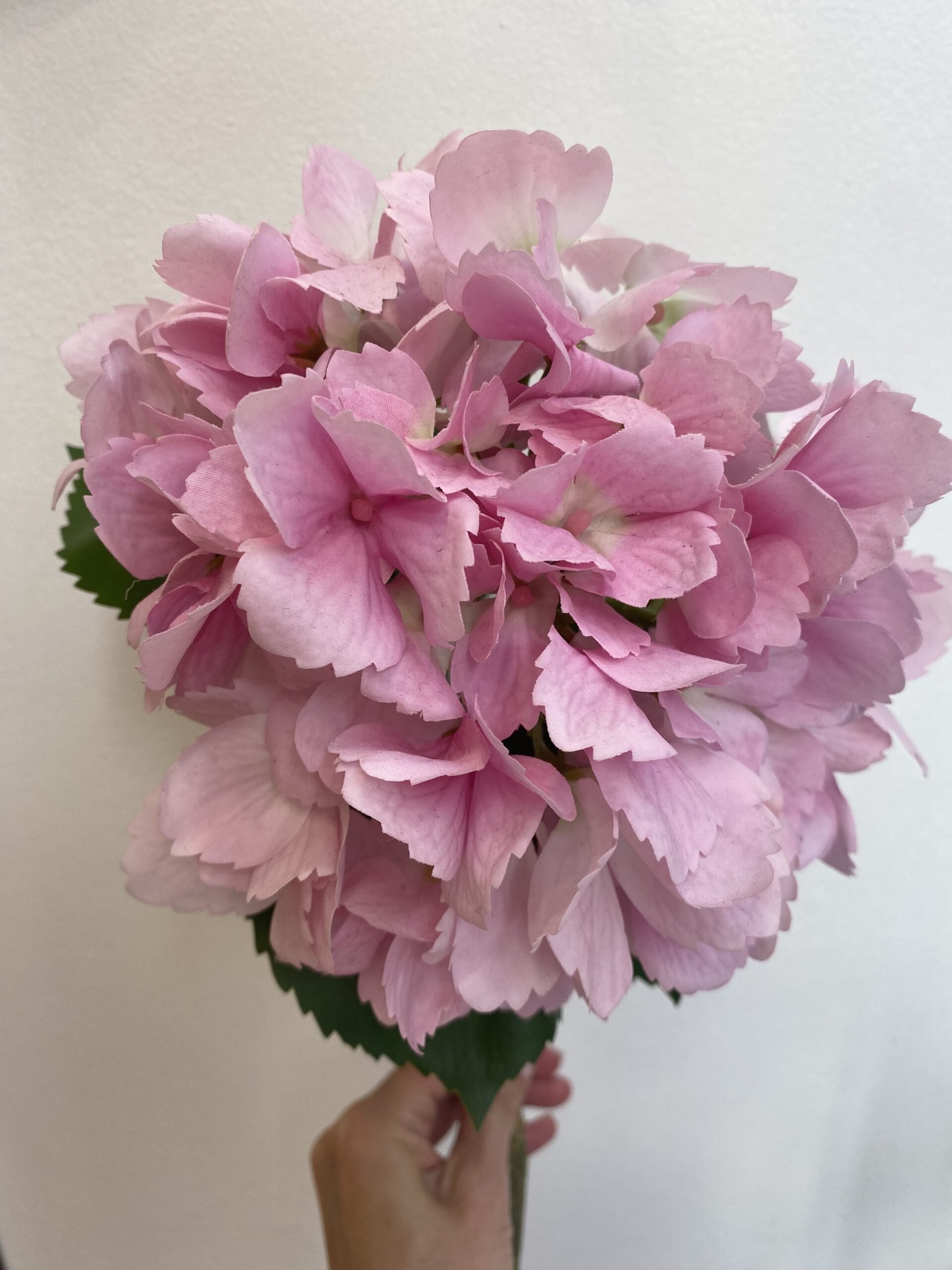 Hortensias décoratifs – Image 2